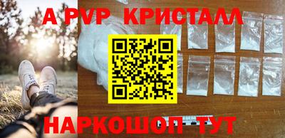 стафф Кингисепп